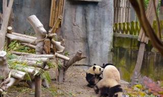 熊猫为什么内八字走路 大熊猫走路是内八字吗